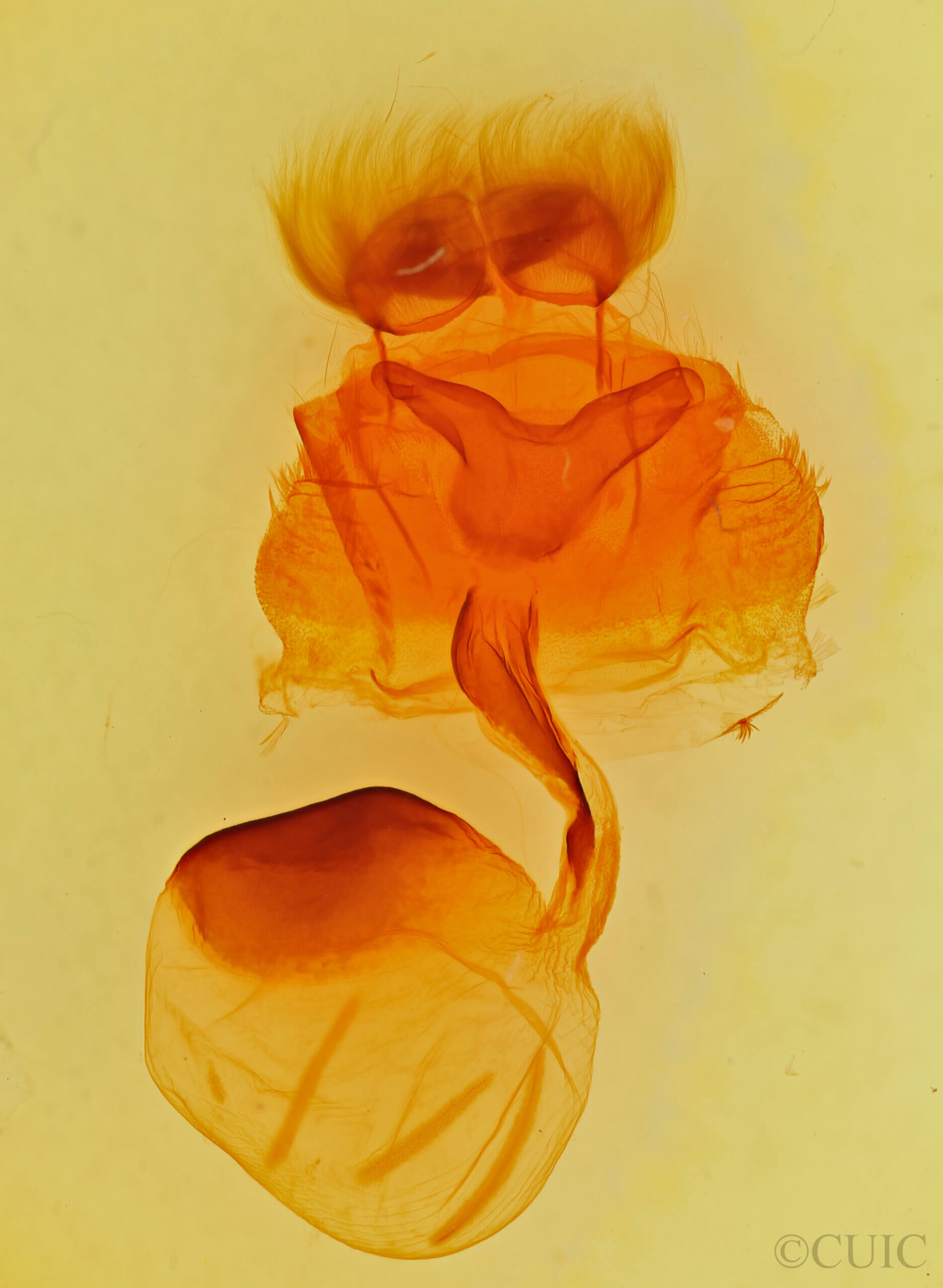 genitalia view of adult Andropolia theodori