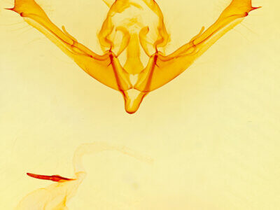 genitalia view of adult Andropolia diversilineata