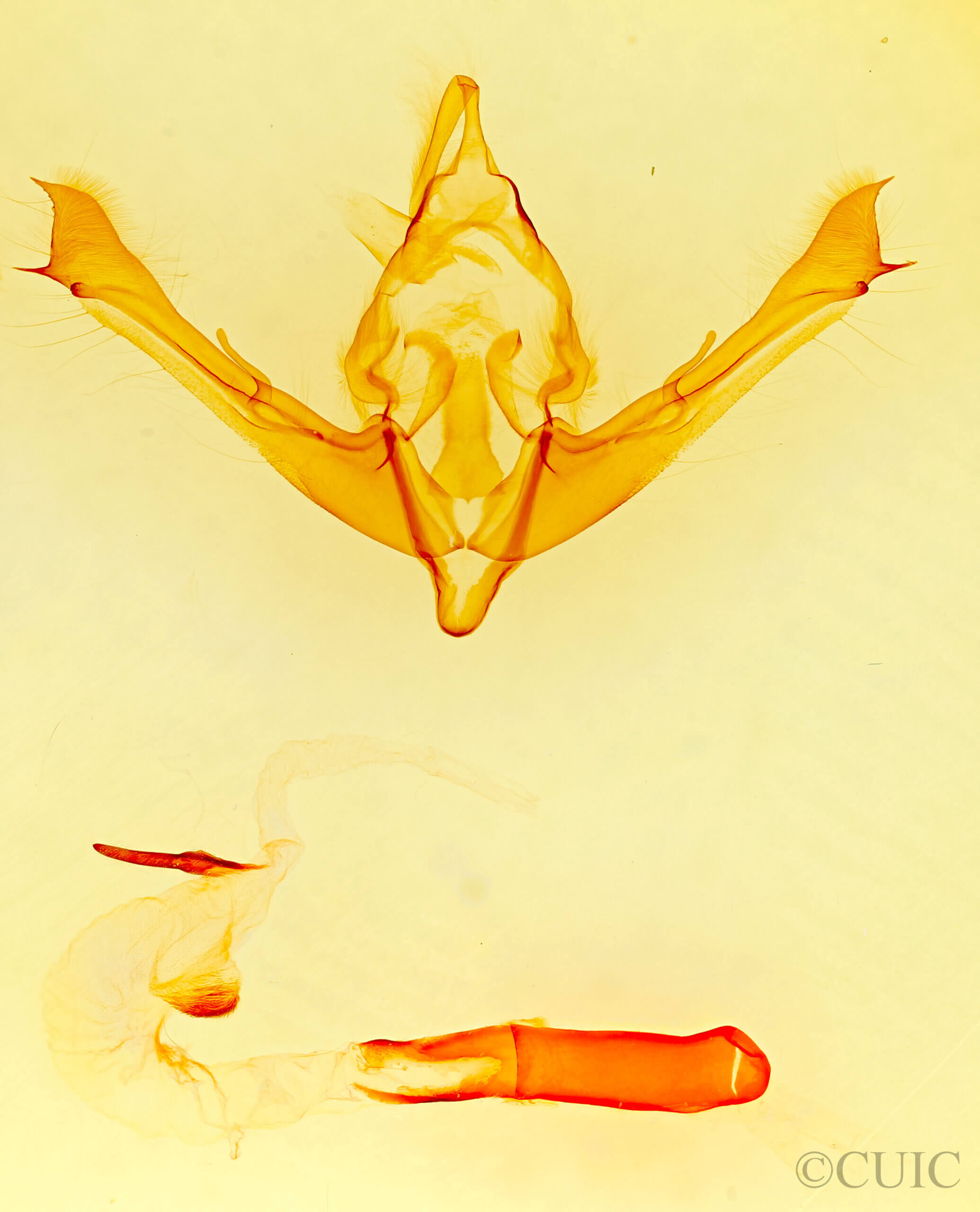 genitalia view of adult Andropolia diversilineata