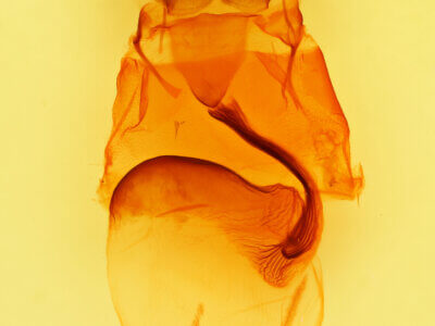 genitalia view of adult Andropolia diversilineata