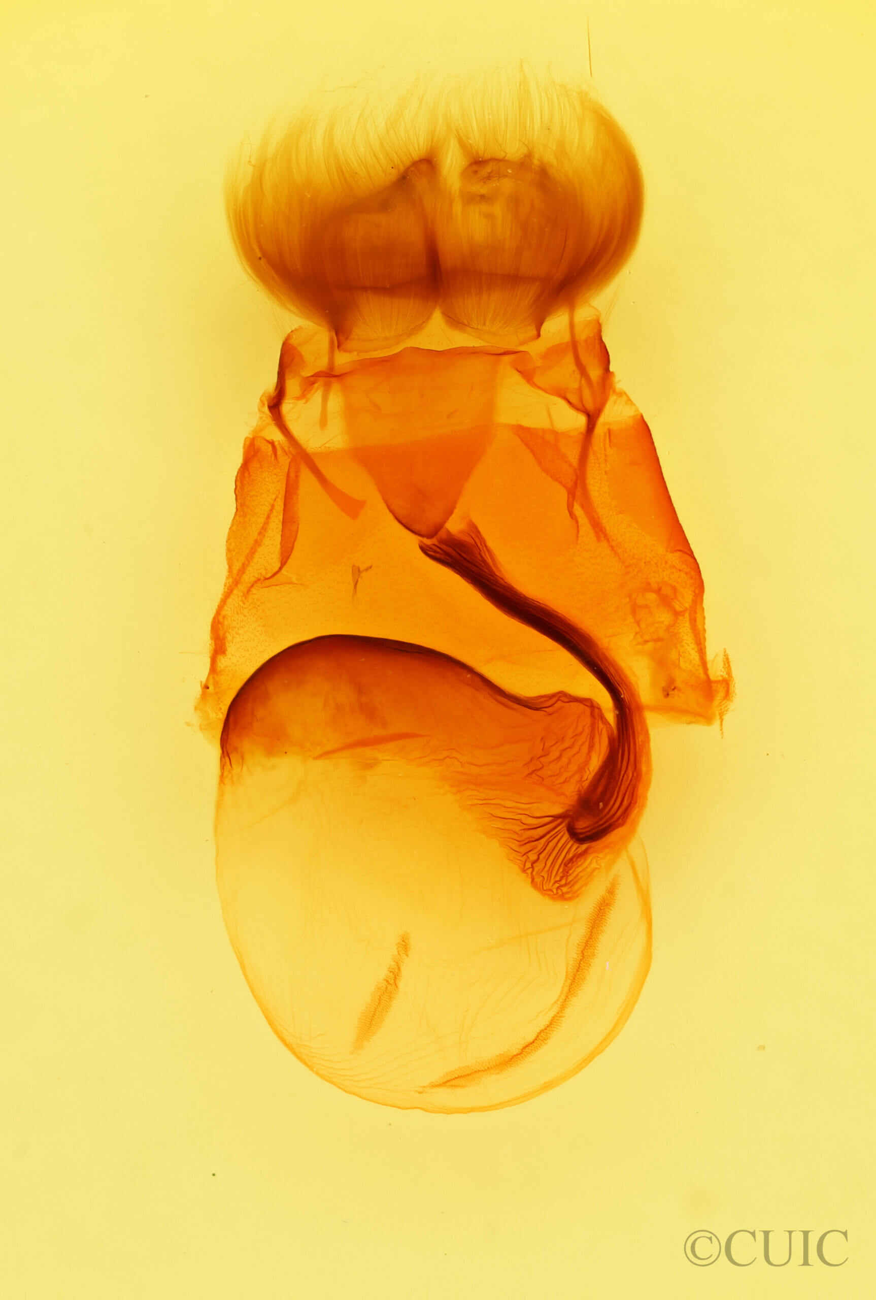 genitalia view of adult Andropolia diversilineata