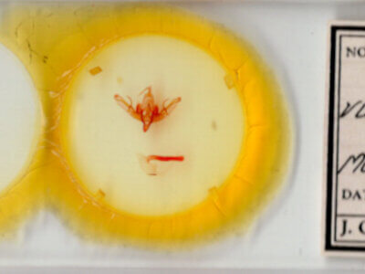 slide view of adult Pseudohadena vulnerea