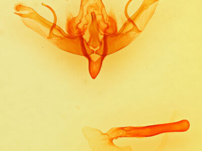 genitalia view of adult Pseudohadena vulnerea