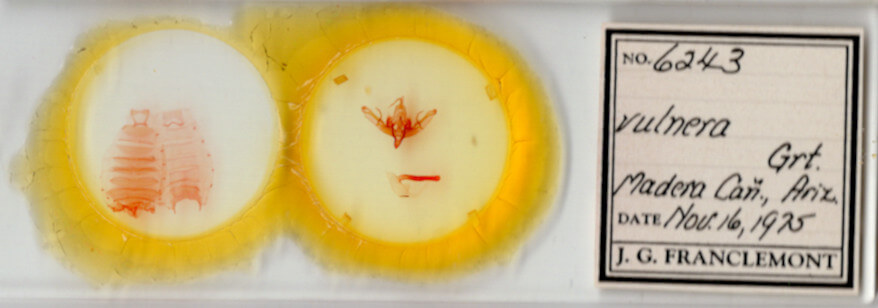 slide view of adult Pseudohadena vulnerea