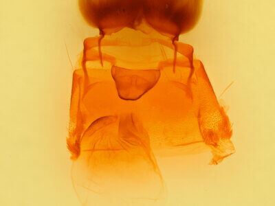 genitalia view of adult Pseudohadena vulnerea