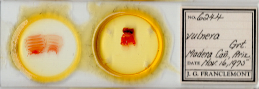 slide view of adult Pseudohadena vulnerea