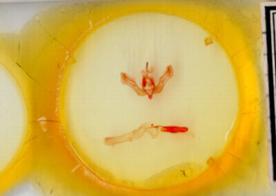 slide view of adult Feltia tricosa