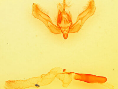 genitalia view of adult Feltia tricosa