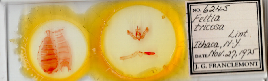 slide view of adult Feltia tricosa