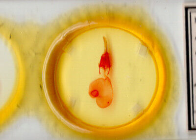 slide view of adult Feltia tricosa