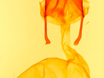 genitalia view of adult Feltia tricosa