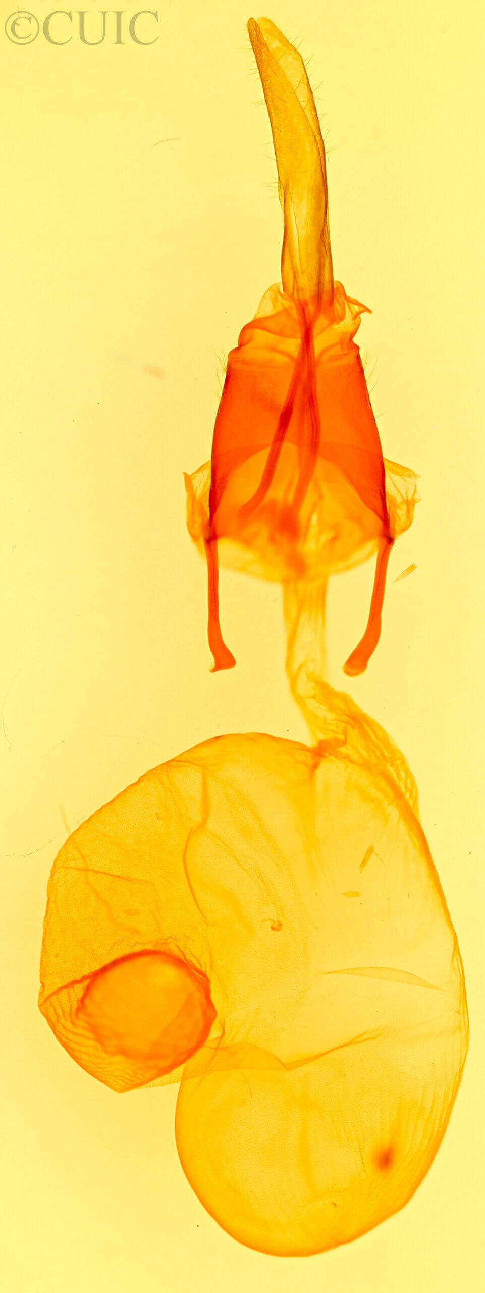 genitalia view of adult Feltia tricosa