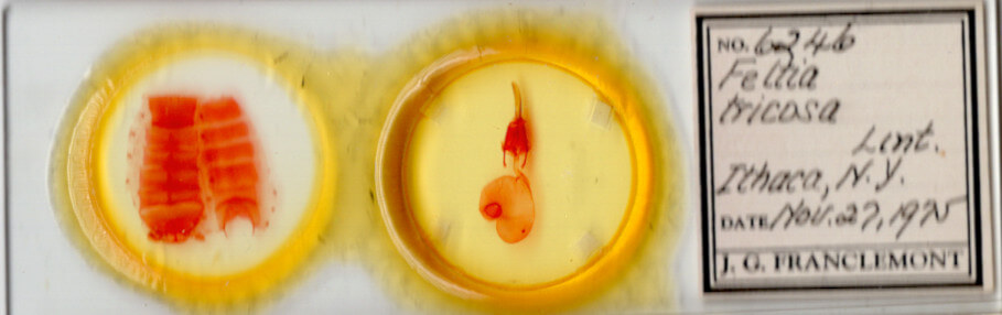 slide view of adult Feltia tricosa