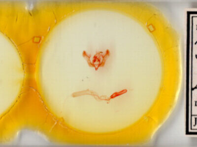 slide view of adult Feltia subgothica