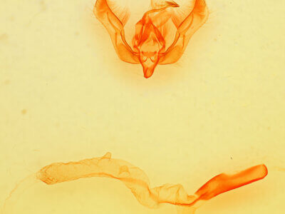 genitalia view of adult Feltia subgothica