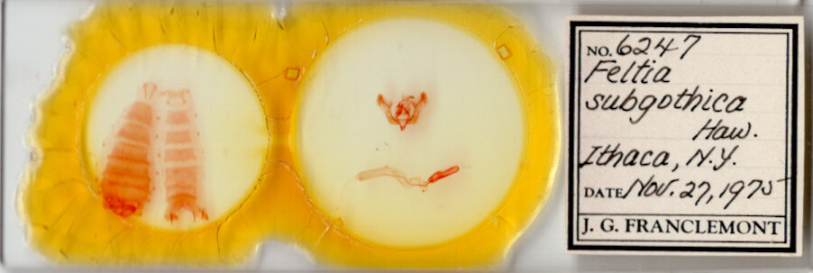 slide view of adult Feltia subgothica