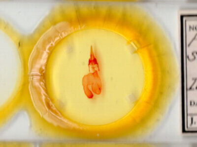 slide view of adult Feltia subgothica