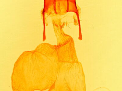 genitalia view of adult Feltia subgothica