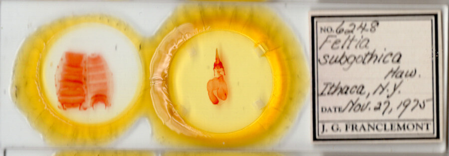 slide view of adult Feltia subgothica