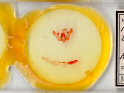 slide view of adult Feltia tricosa