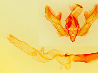 genitalia view of adult Feltia tricosa