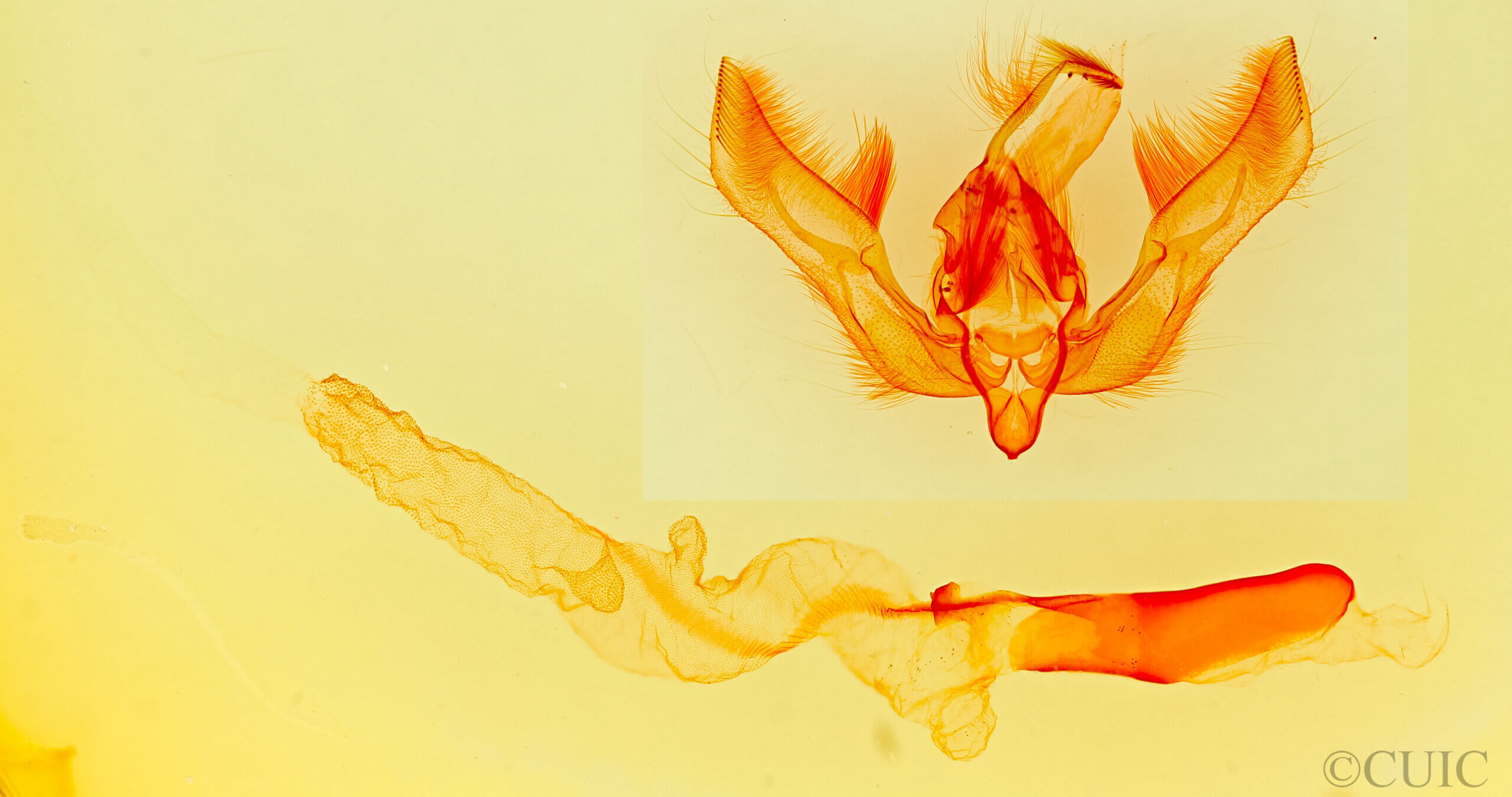 genitalia view of adult Feltia tricosa