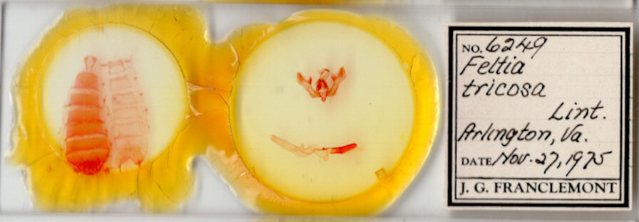 slide view of adult Feltia tricosa