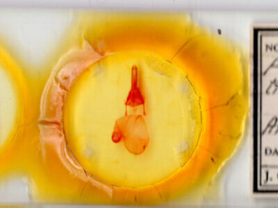 slide view of adult Feltia tricosa