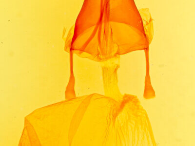 genitalia view of adult Feltia tricosa