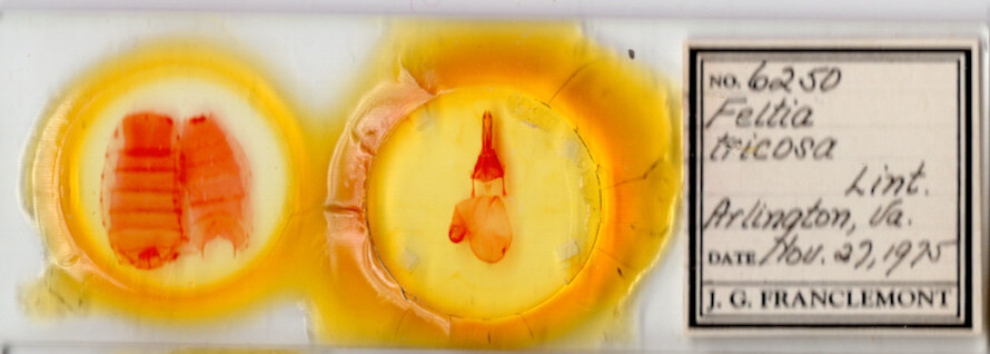 slide view of adult Feltia tricosa