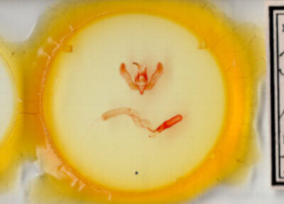 slide view of adult Feltia subgothica