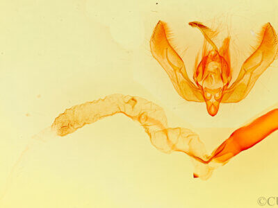 genitalia view of adult Feltia subgothica