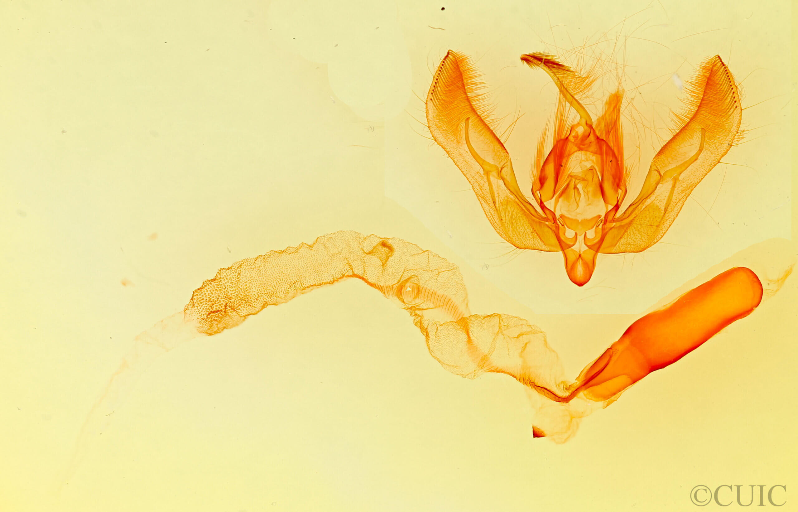 genitalia view of adult Feltia subgothica