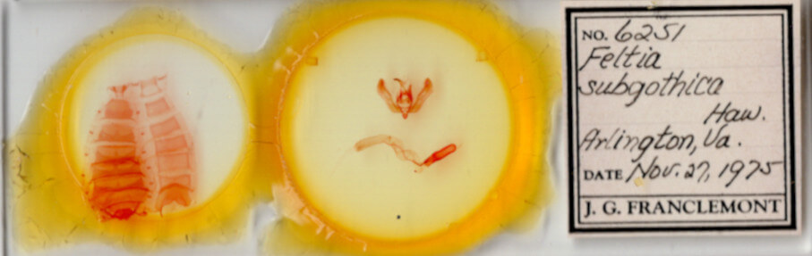 slide view of adult Feltia subgothica