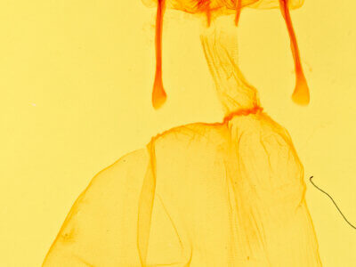 genitalia view of adult Feltia subgothica