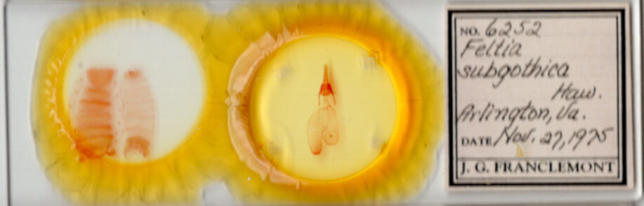 slide view of adult Feltia subgothica