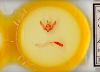 slide view of adult Feltia tricosa