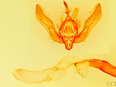 genitalia view of adult Feltia tricosa