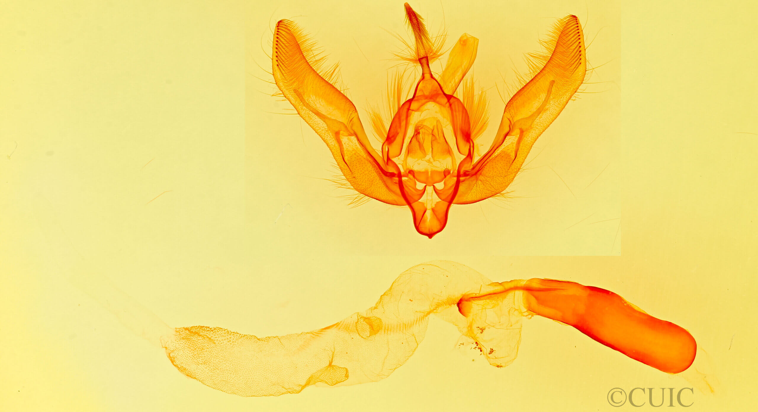 genitalia view of adult Feltia tricosa