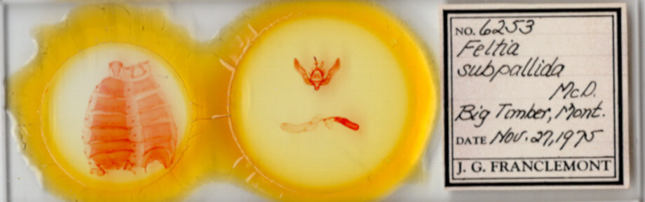 slide view of adult Feltia tricosa