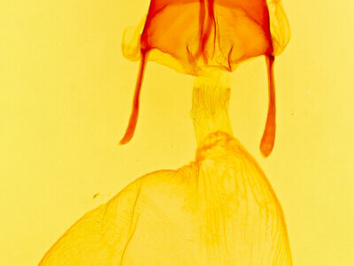 genitalia view of adult Feltia tricosa