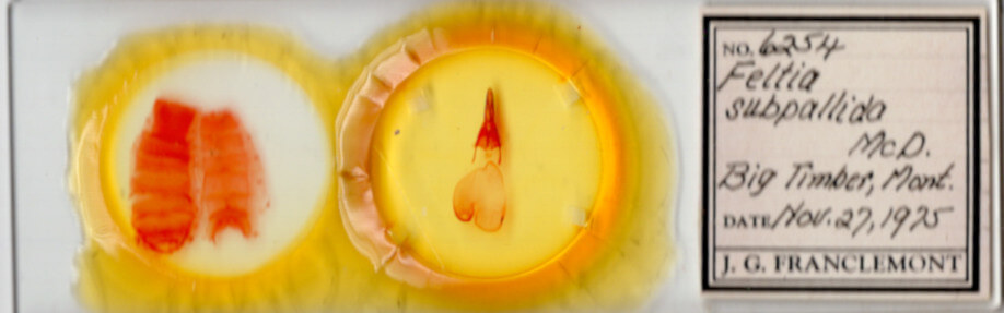 slide view of adult Feltia tricosa