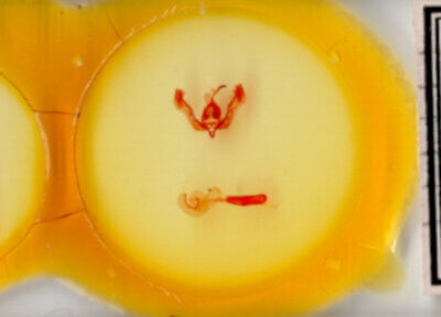 slide view of adult Feltia herilis