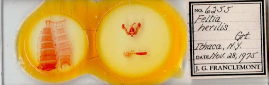 slide view of adult Feltia herilis