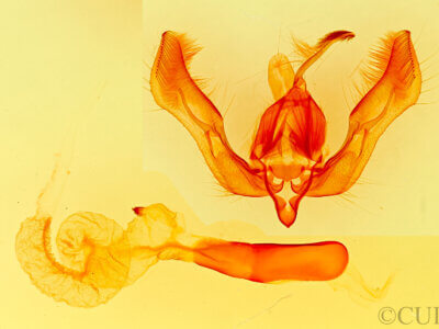 genitalia view of adult Feltia herilis