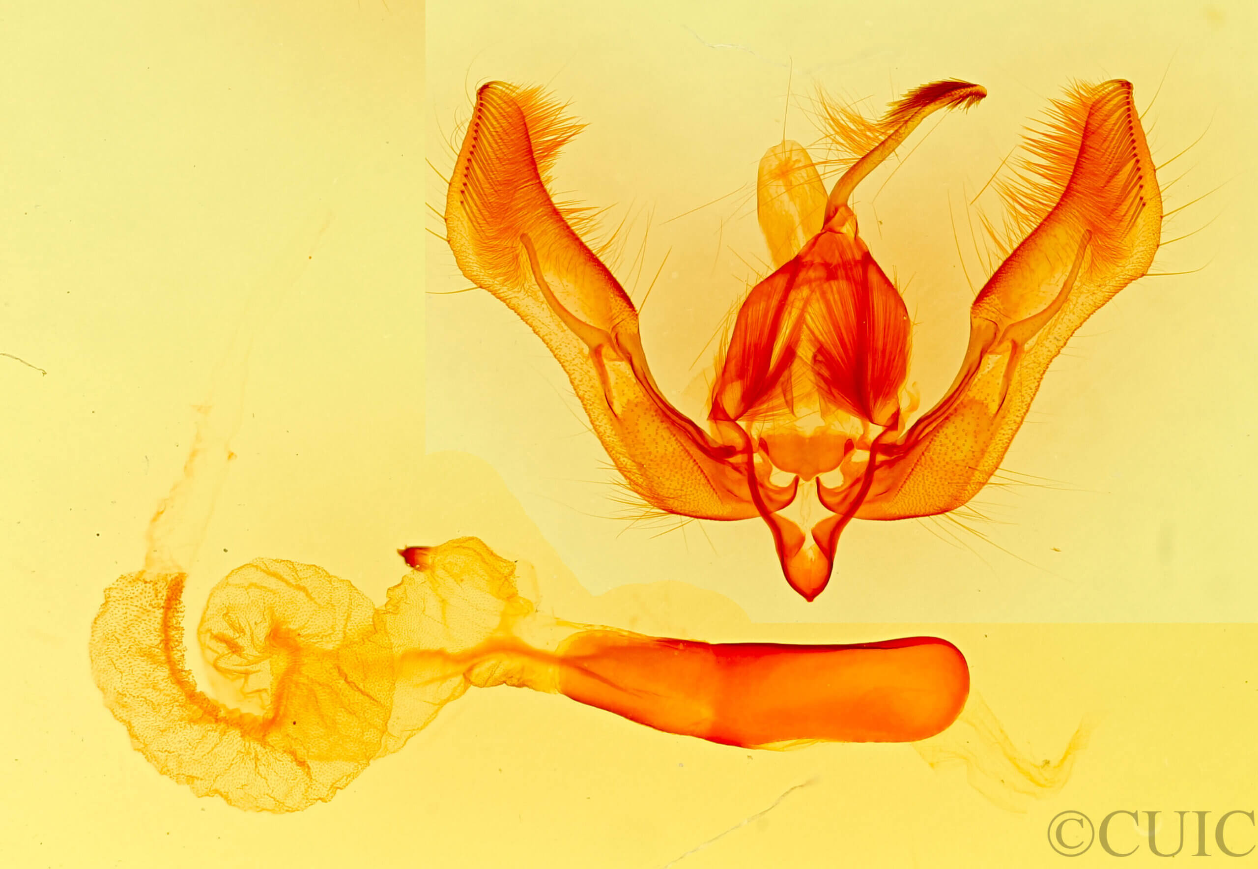 genitalia view of adult Feltia herilis