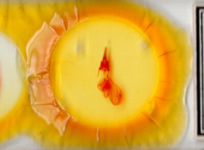 slide view of adult Feltia herilis