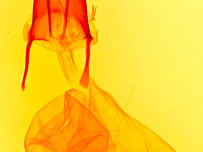 genitalia view of adult Feltia herilis