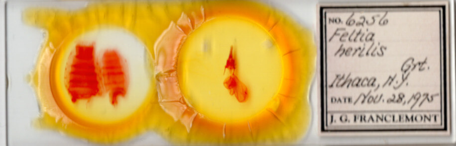 slide view of adult Feltia herilis