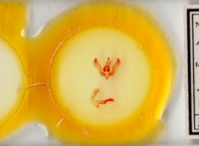 slide view of adult Feltia jaculifera